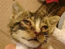 Tabby cat with gummy eyes