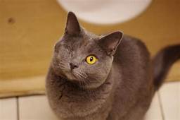 Grey cat standing, only 1 eye