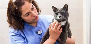 Vet holding grey cat