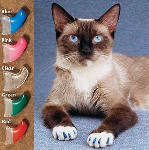 Siamese cat; caps for claws