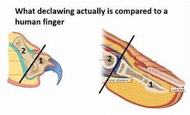 comparison: declawing and cutting off fingernails