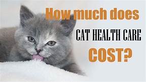 Pic of cat and sign about health care