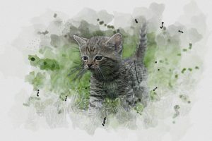 sketch of grey kitten in grass