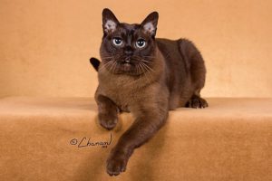 brown cat