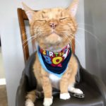 Orange cat on chair, looking satisfied