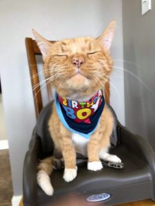 Orange cat on chair, looking satisfied