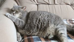 Fat grey cat sleeping