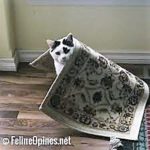Cat under rug