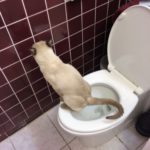 Siamese cat using toilet