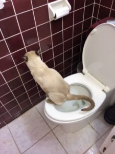 Siamese cat using toilet