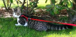 Dark spotted cat on red leash