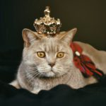 Yellow cat with gold crown