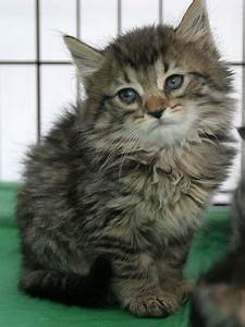 Small fluffy grey kitten