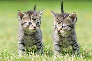 Two grey/black striped kittens