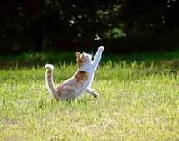 calico cat reaching for butterfly