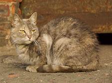 tabby cat sitting quietly