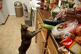 cat, paws up on counter of food