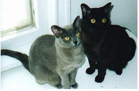 Grey cat, black cat seated together