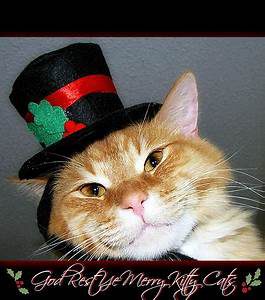 Head of orange cat; top hat