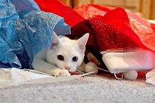 White cat playing with several items