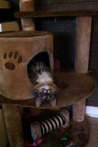 Head of cat hanging upside down from cat bed