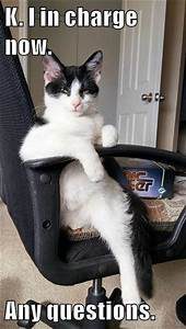black & white cat in chair, paw over side