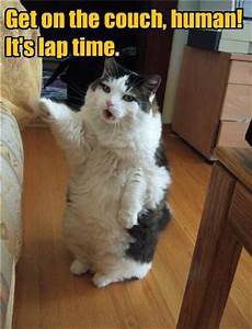 cat standing, tapping owner's leg