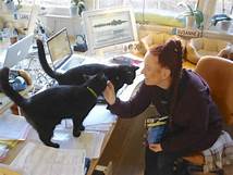 2 cats on desk; woman petting