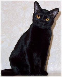 Bombay, seated (black Burmese)