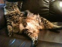 Fat cat sprawled on chair