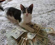 black & white cat lying on money