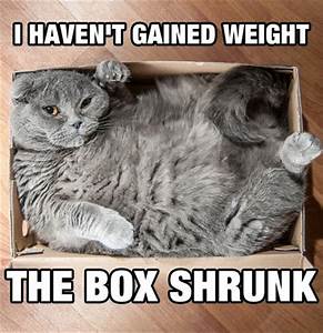 fat cat squeezed into box