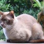 Blue Burmese cat, hunkered