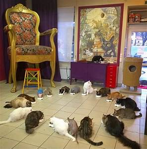 cats in circle, eating from bowls