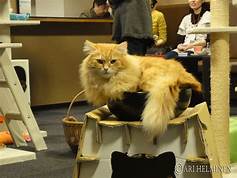 cat sitting in bowl