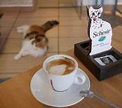 cup of coffee; cat on floor