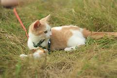 Tan and white cat, green harness, lying in grass