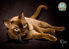 Brown cat, lying on side