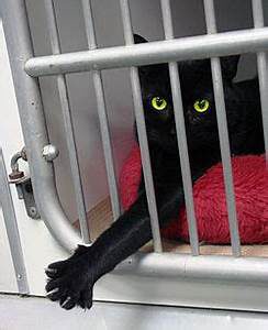 Black cat in cage, reaching paw out