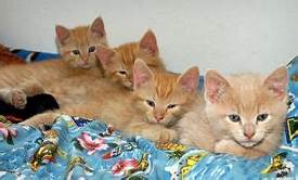 4 orange kittens on bed