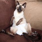Siamese cat, sitting like person