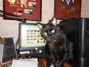 Black cat by computer