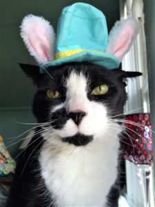 black & white cat with hat