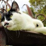 black & white cat lying down