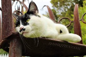black & white cat lying down