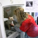 woman putting cat in cate