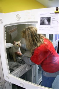 woman putting cat in cage