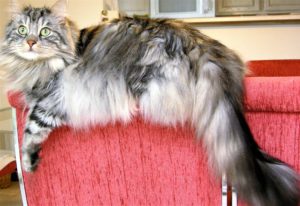 long-haired silver cat on back of chair