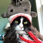 black & white cat in grey tassled hat