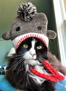 black & white cat in grey tassled hat